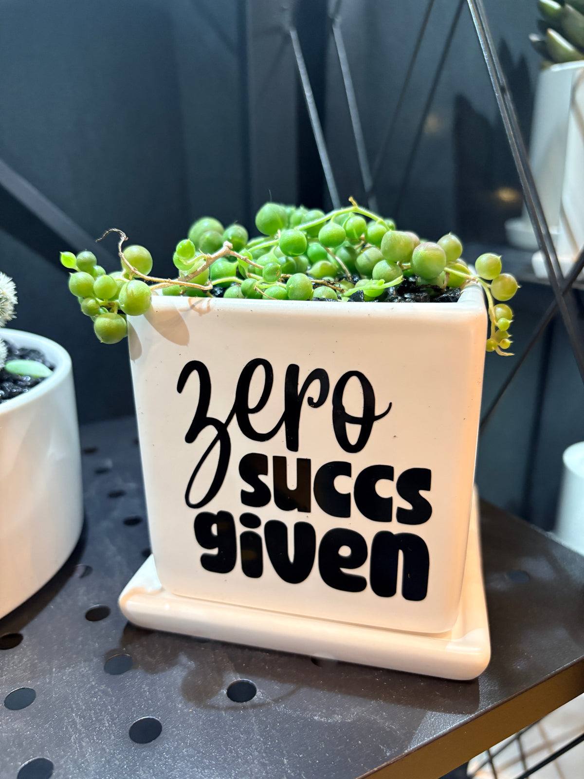 Sassy Plants - "Zero succs given"