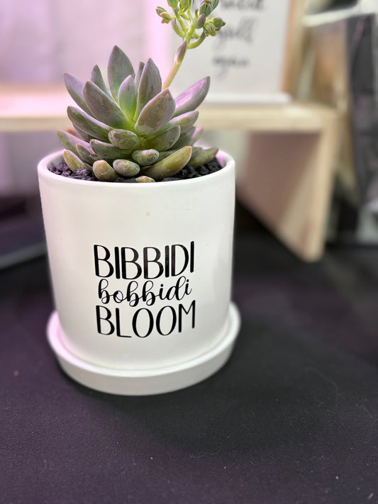 Sassy Plants - "Bibbidi Bobbidi Bloom"