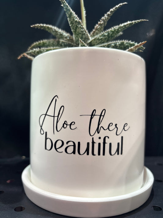 Sassy Plants - "Aloe there beautiful"