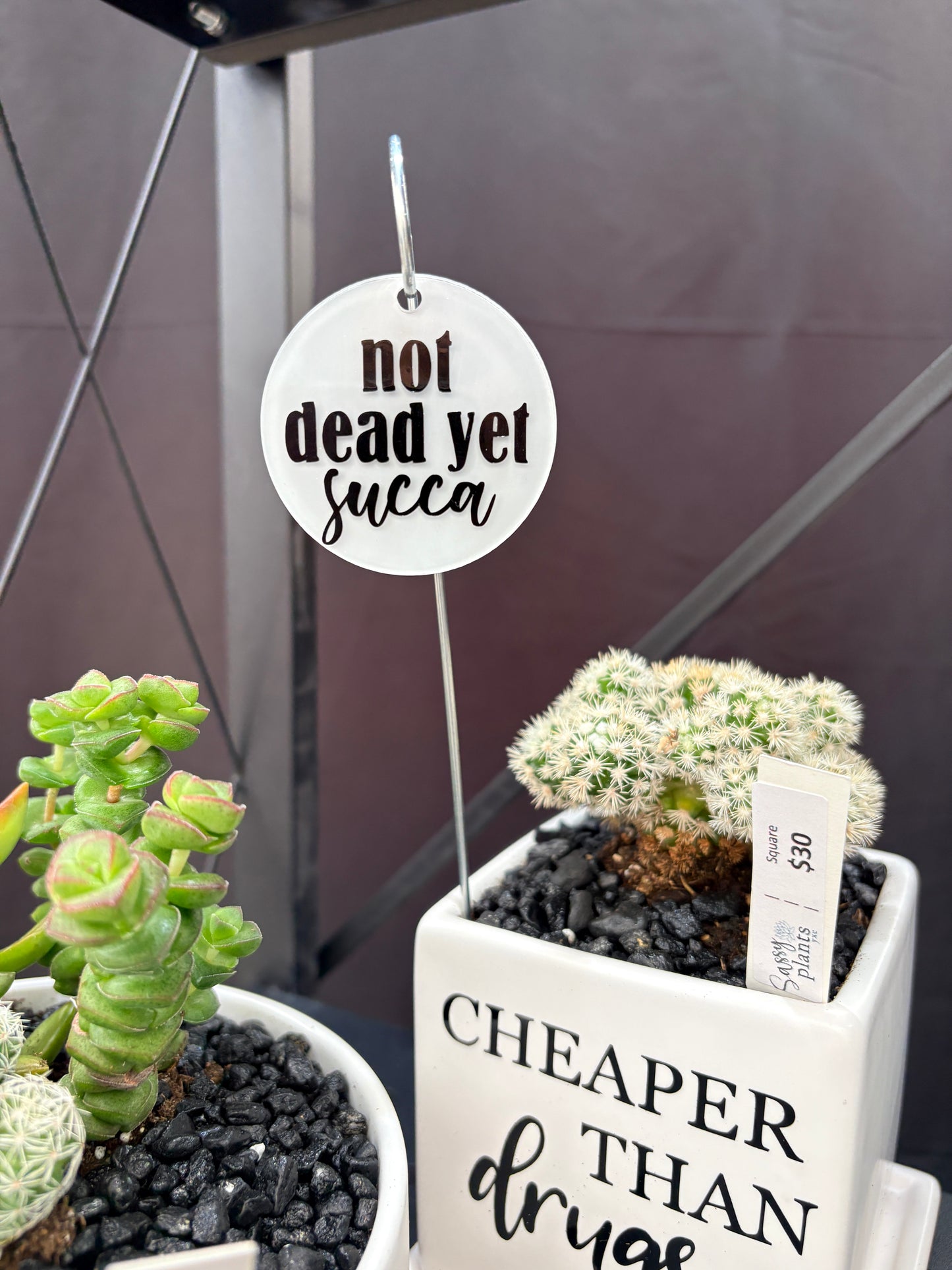 Sassy Plants - Planter Tags