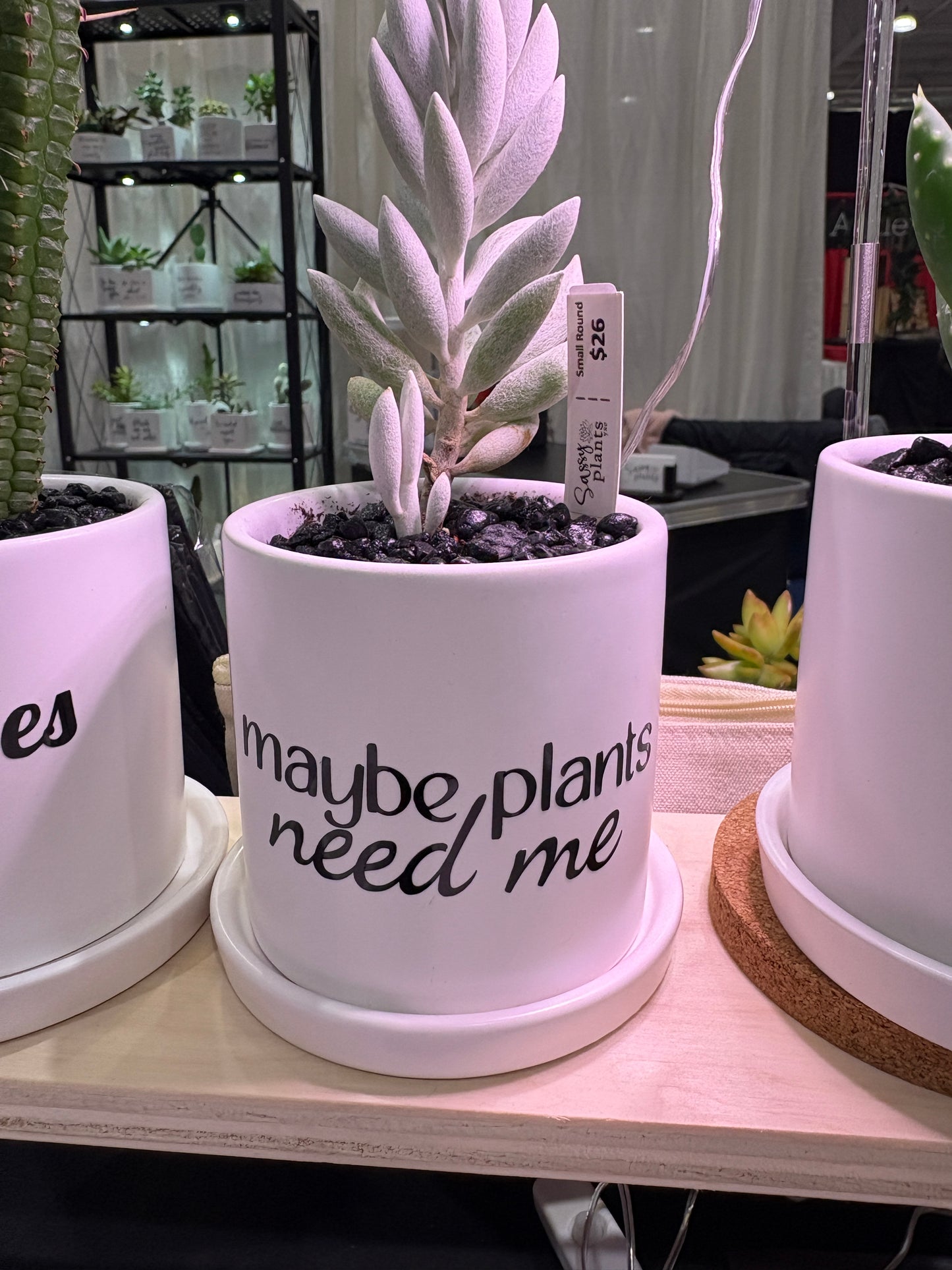Sassy Plants - "maybe plants need me”