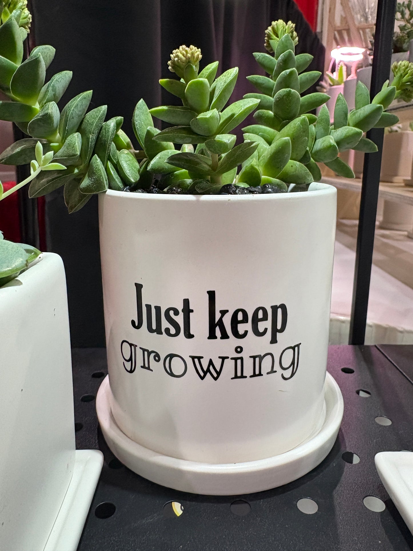 Sassy Plants - "Just keep growing"