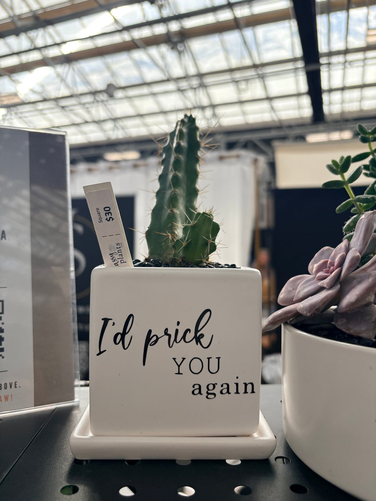 Sassy Plants - "I'd prick you again"