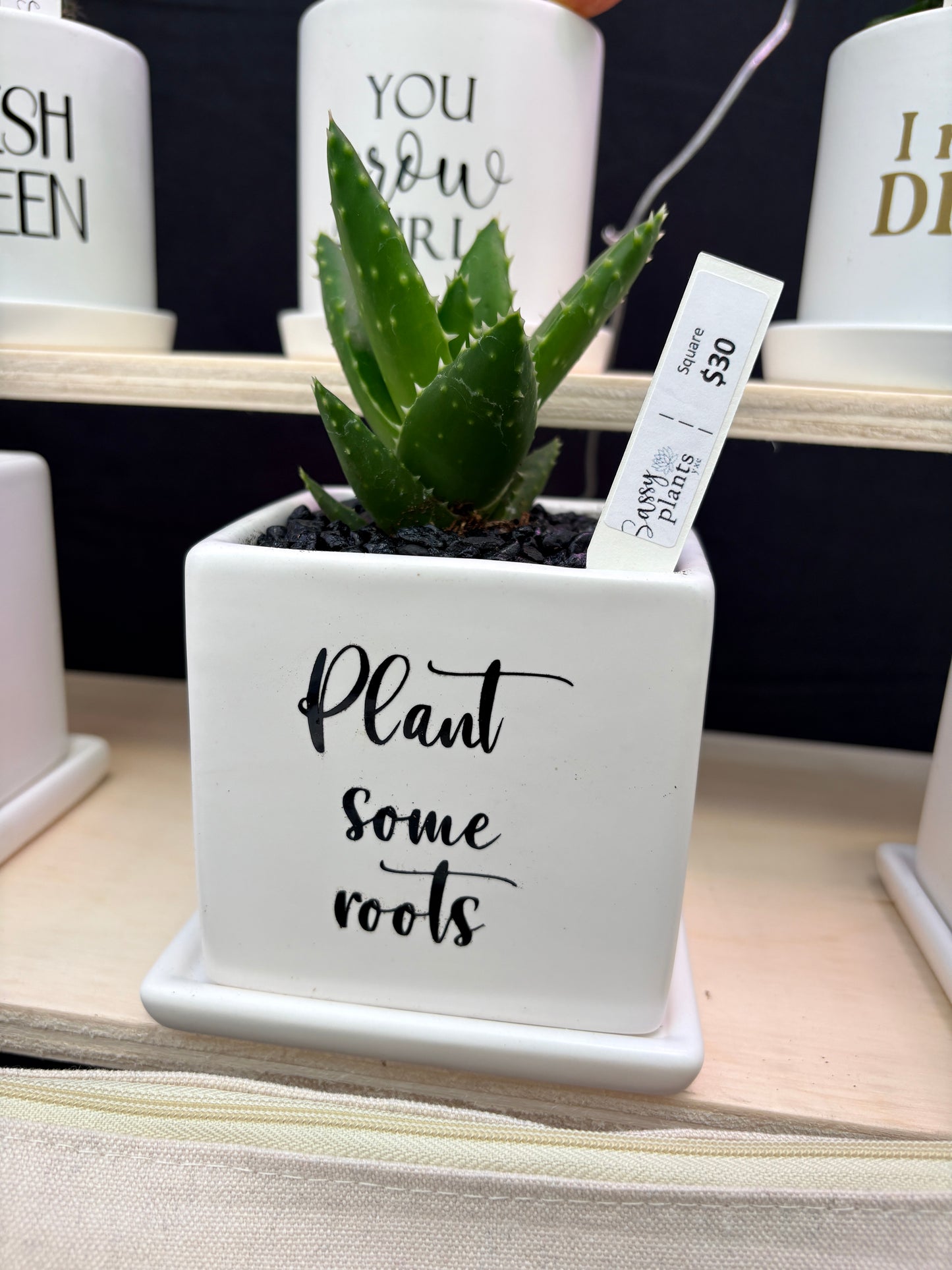 Sassy Plants - "Plant some roots"