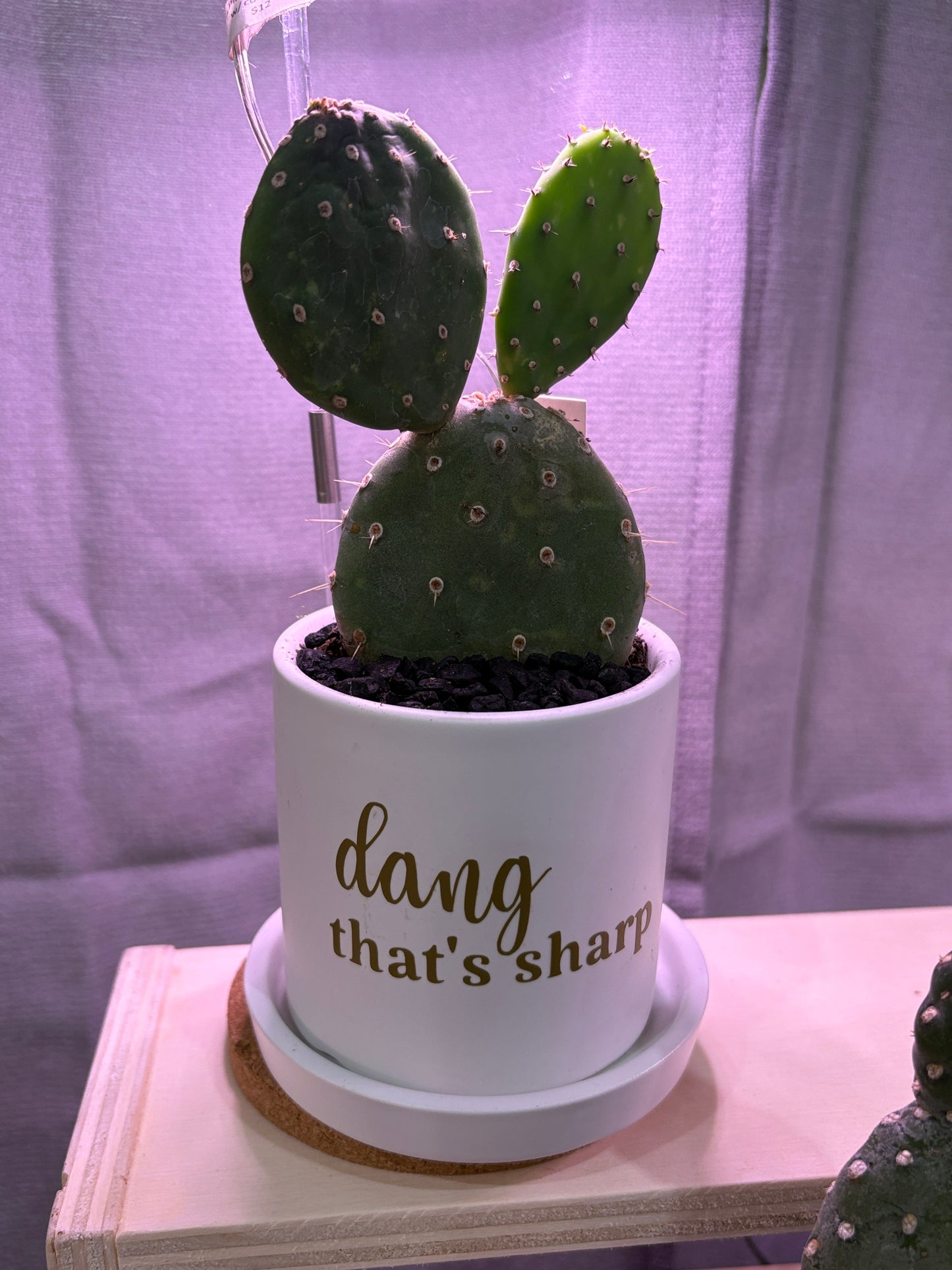 Sassy Plants - "dang, that's sharp"