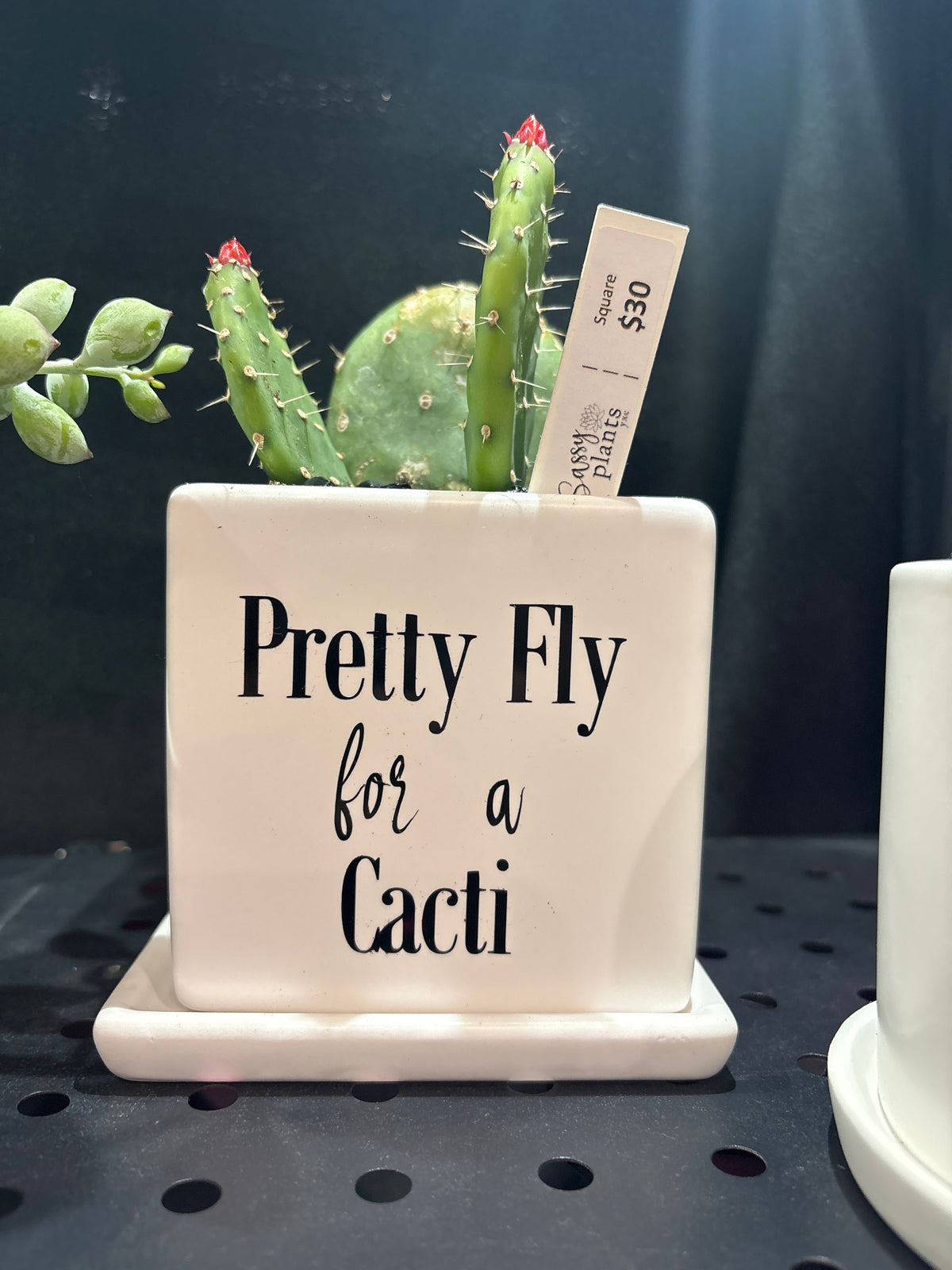 Sassy Plants - "Pretty fly for a cacti"