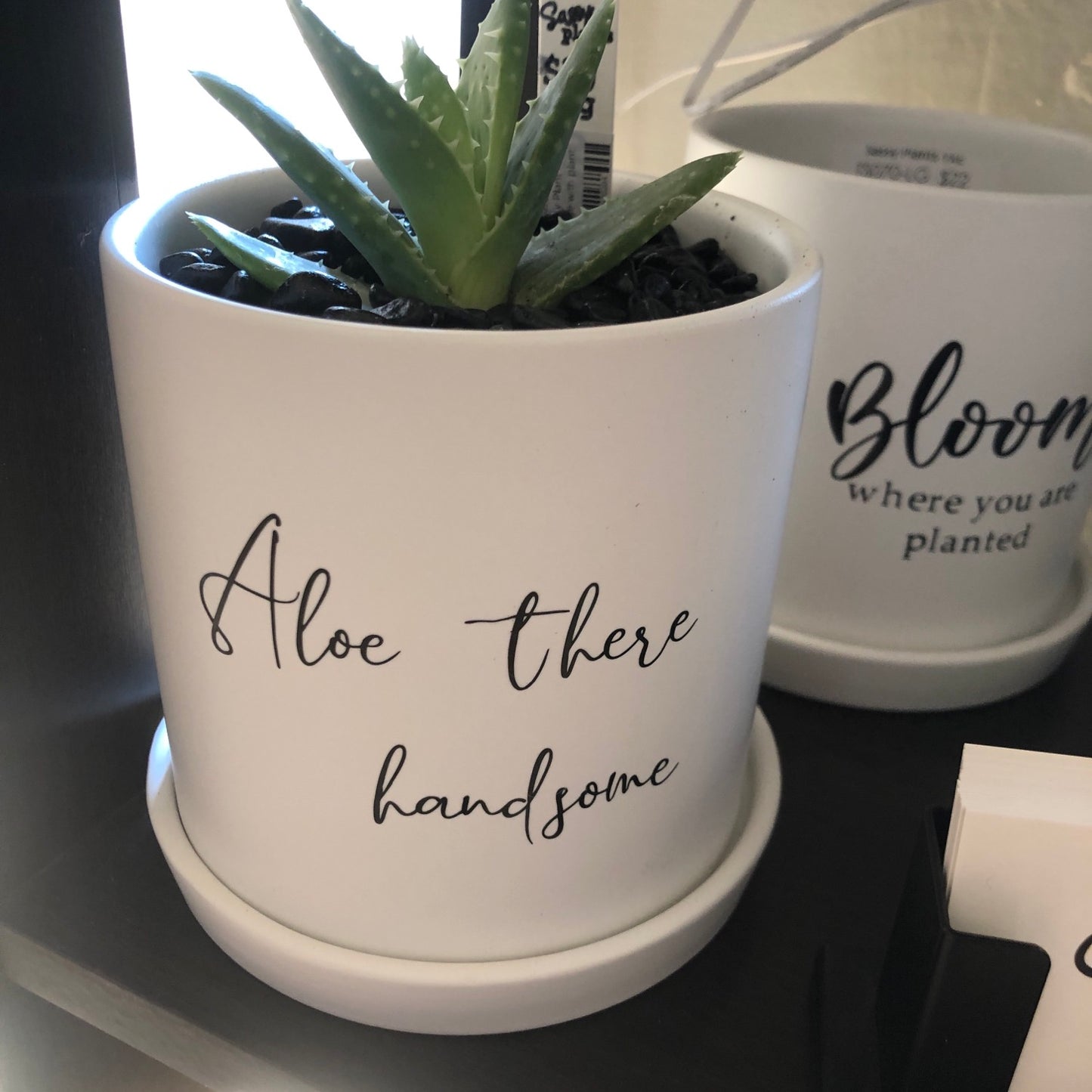 Aloe there handsome image 0