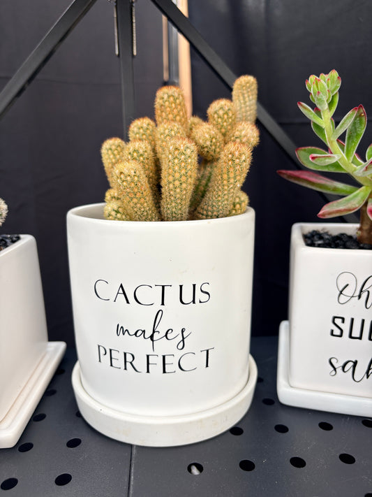 Sassy Plants - "Cactus makes perfect”