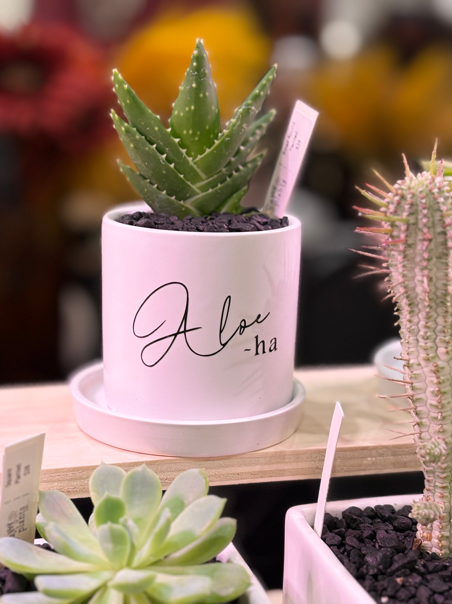 Sassy Plants - "Aloe-ha"
