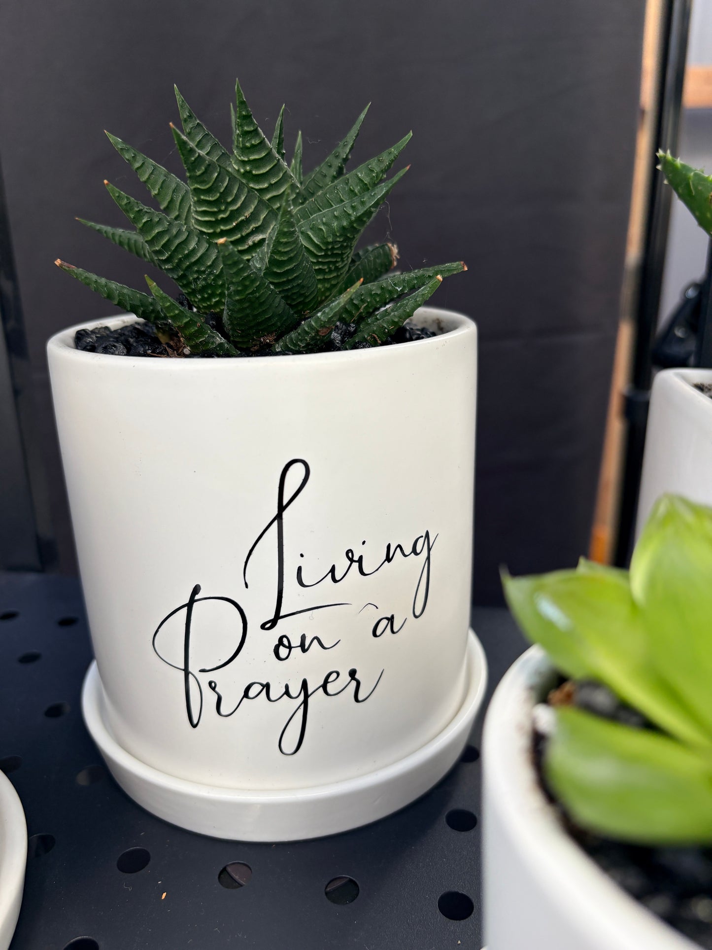 Sassy Plants - "Living on a Prayer"