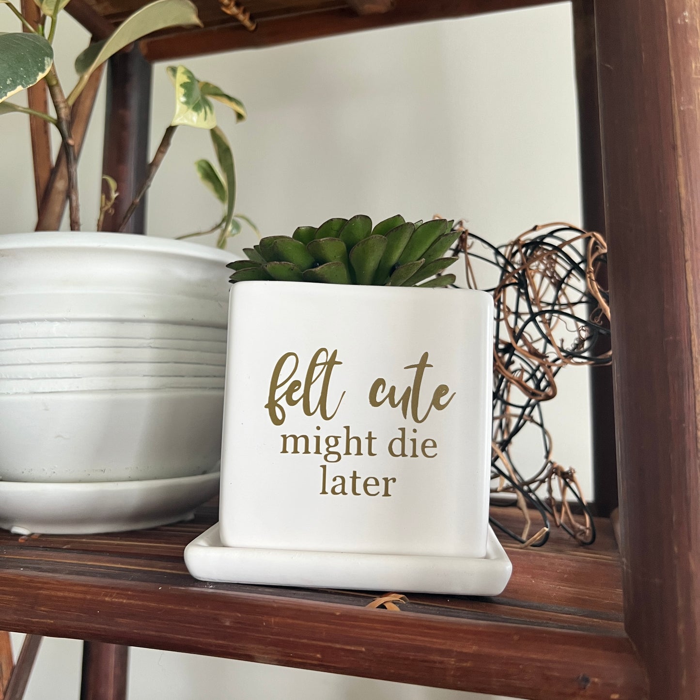 Sassy Plants - "Felt cute, might die later"