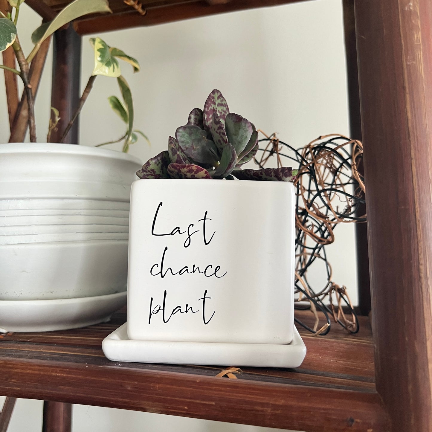Sassy Plants - "Last chance plant"