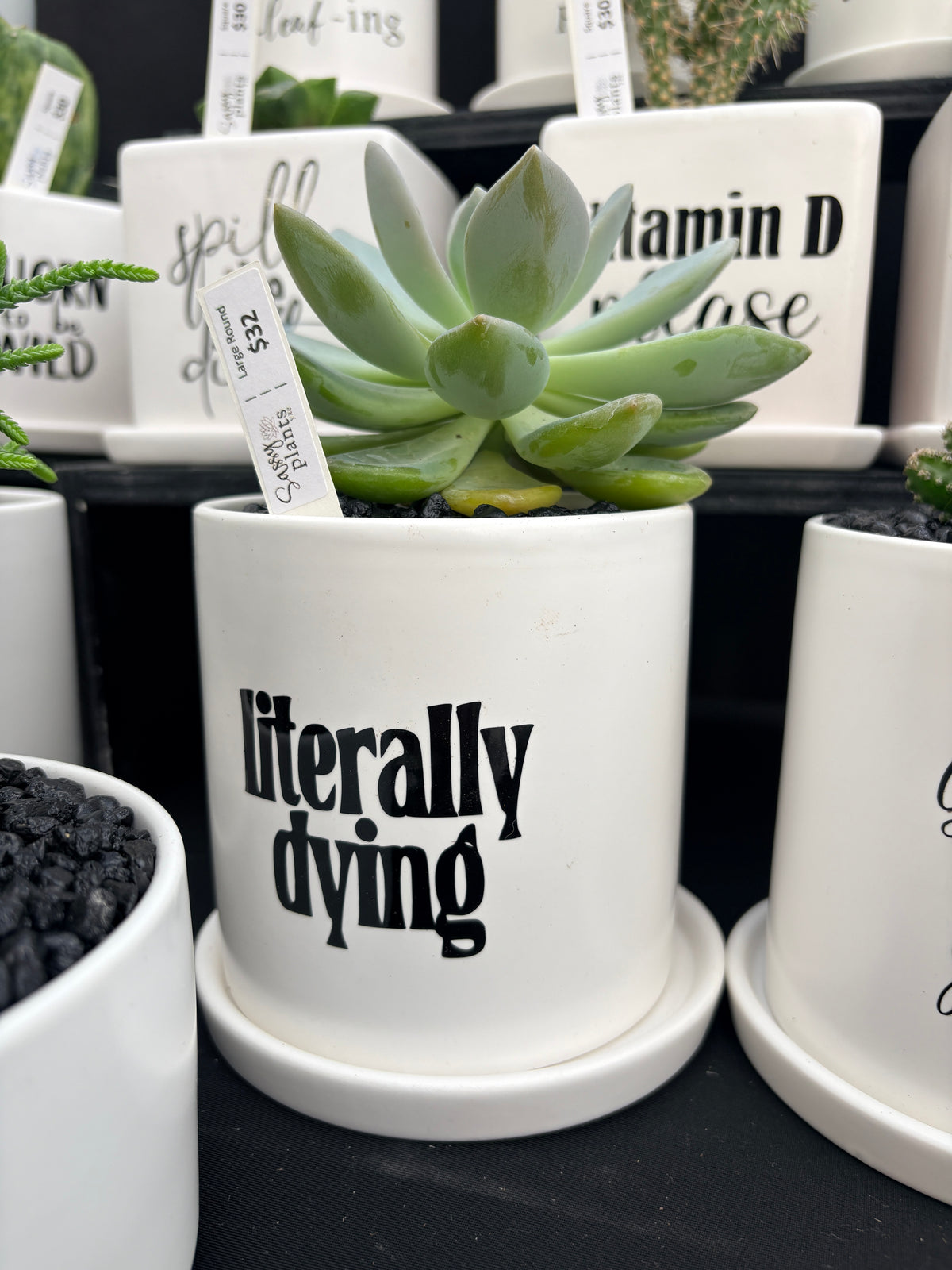 Sassy Plants - "literally dying”