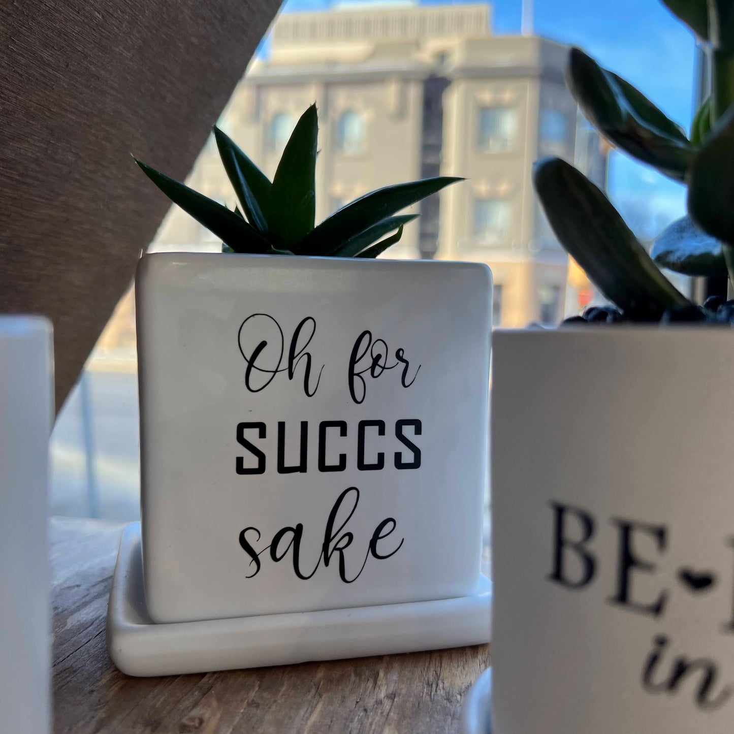 Sassy Plants - "Oh for succs sake"