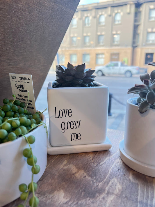 Sassy Plants - "love grew me"