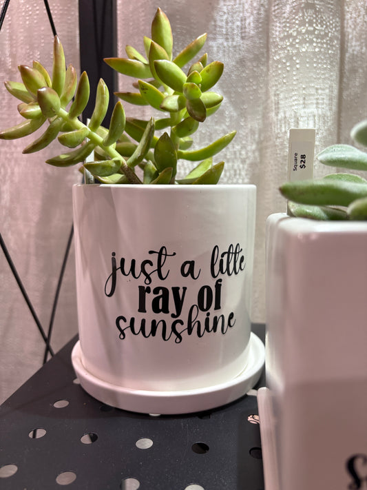 Sassy Plants - "just a little ray of sunshine"