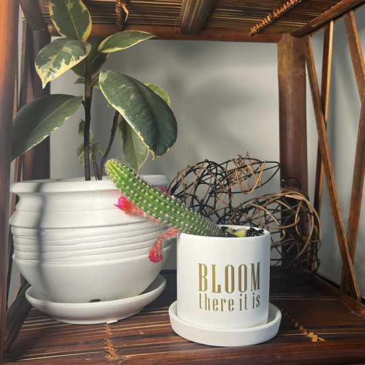 Sassy Plants - "Bloom there it is"