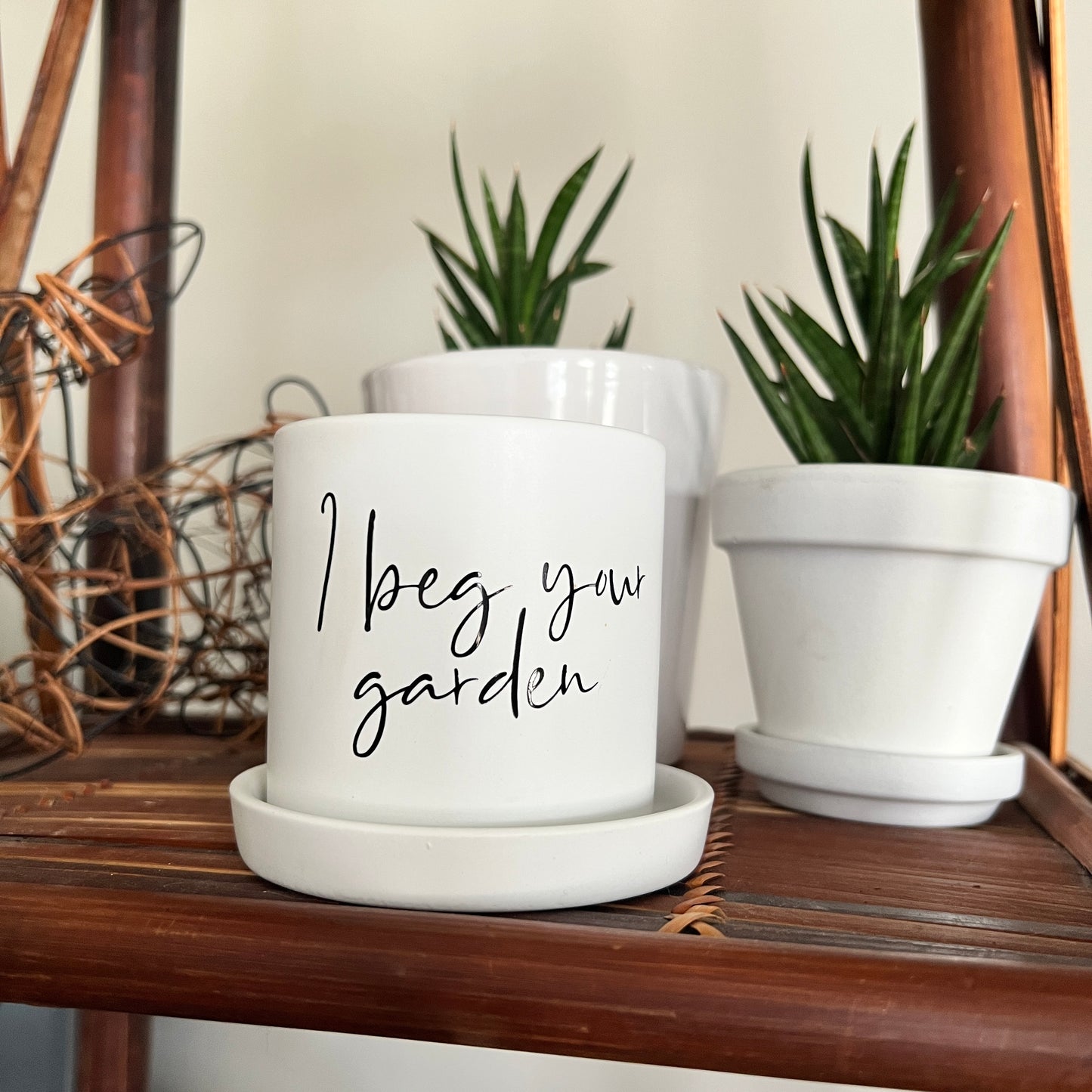 Sassy Plants - "I beg your garden"