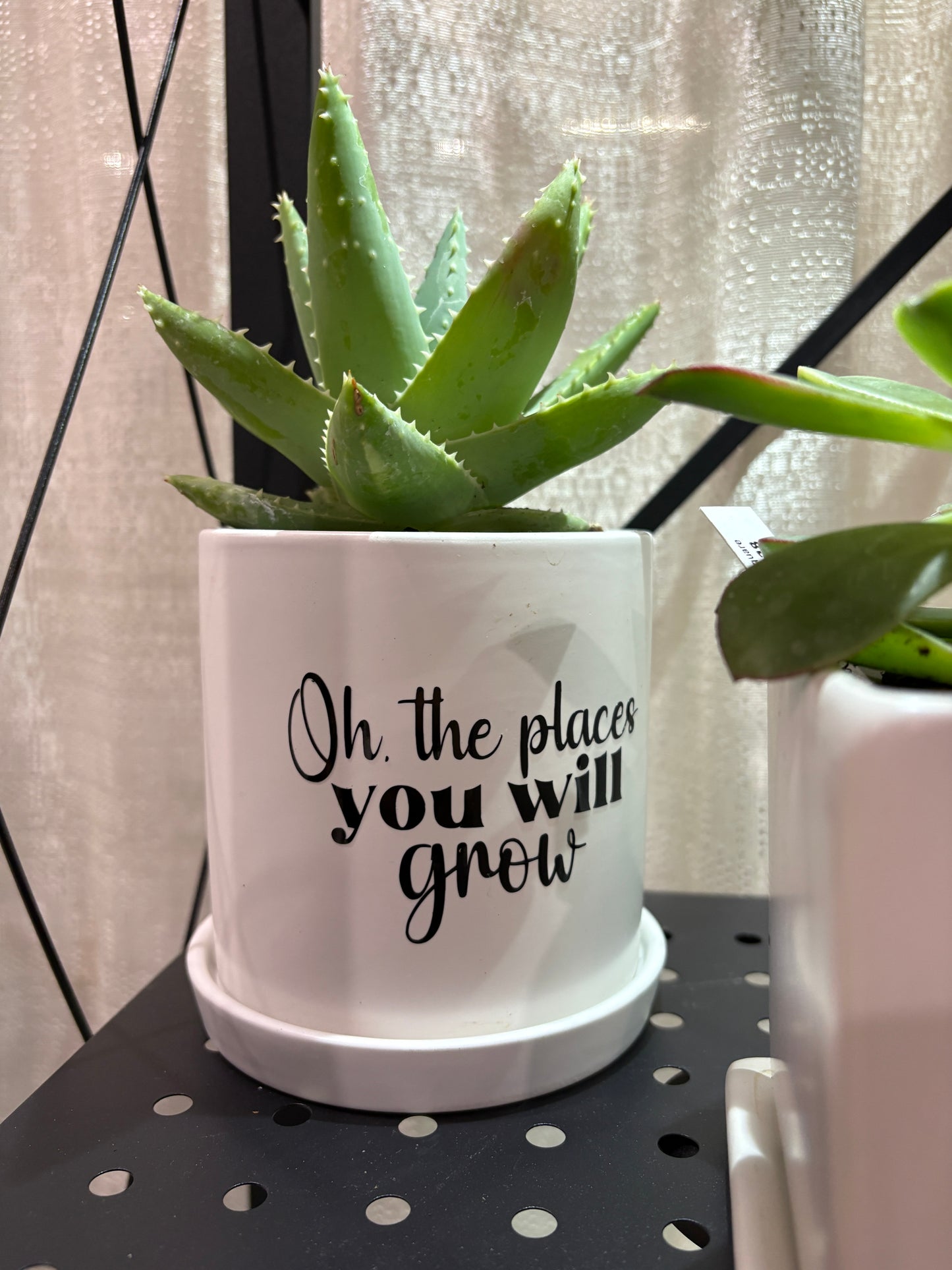 Sassy Plants - "Oh the places you will grow"