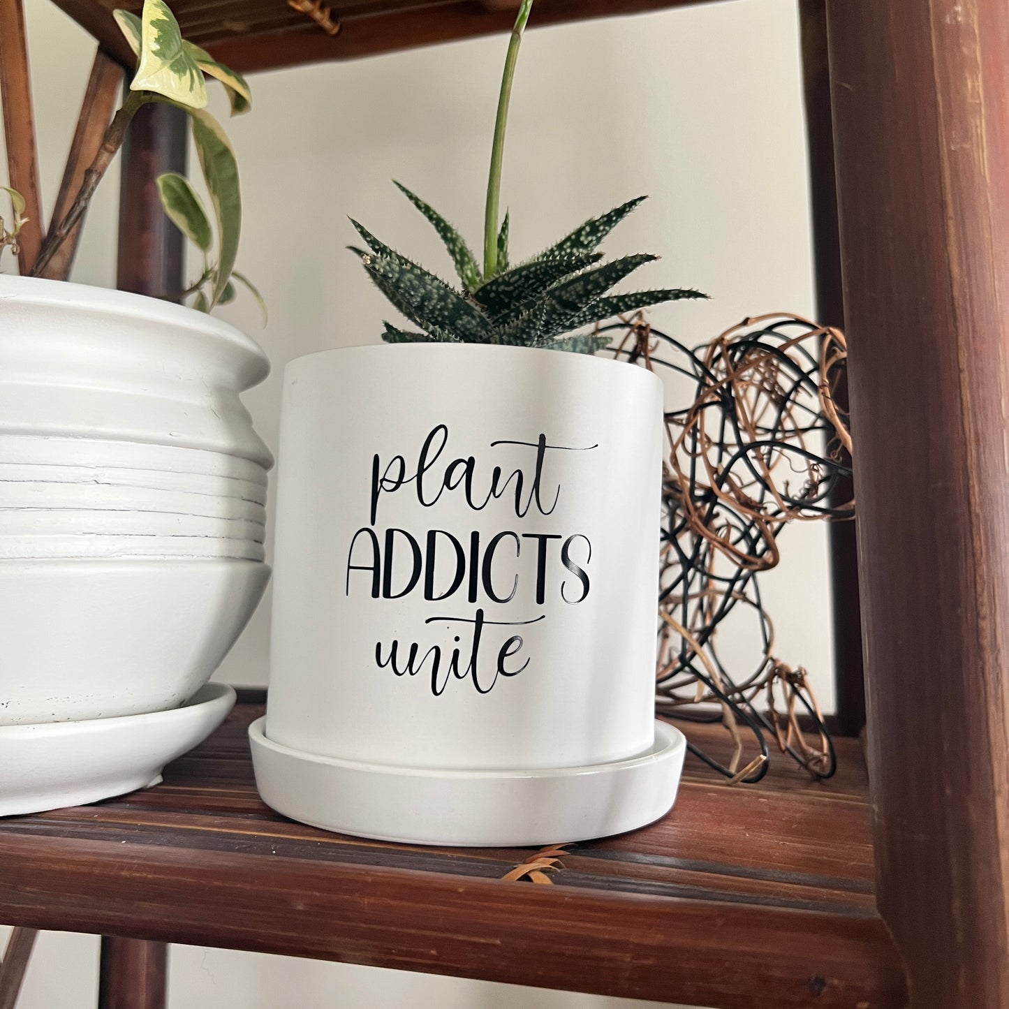 Sassy Plants - "Plant addicts unite"
