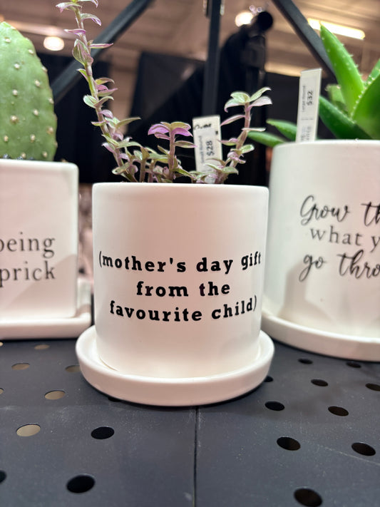 Sassy Plants - "(mother's day gift from the favourite child)"