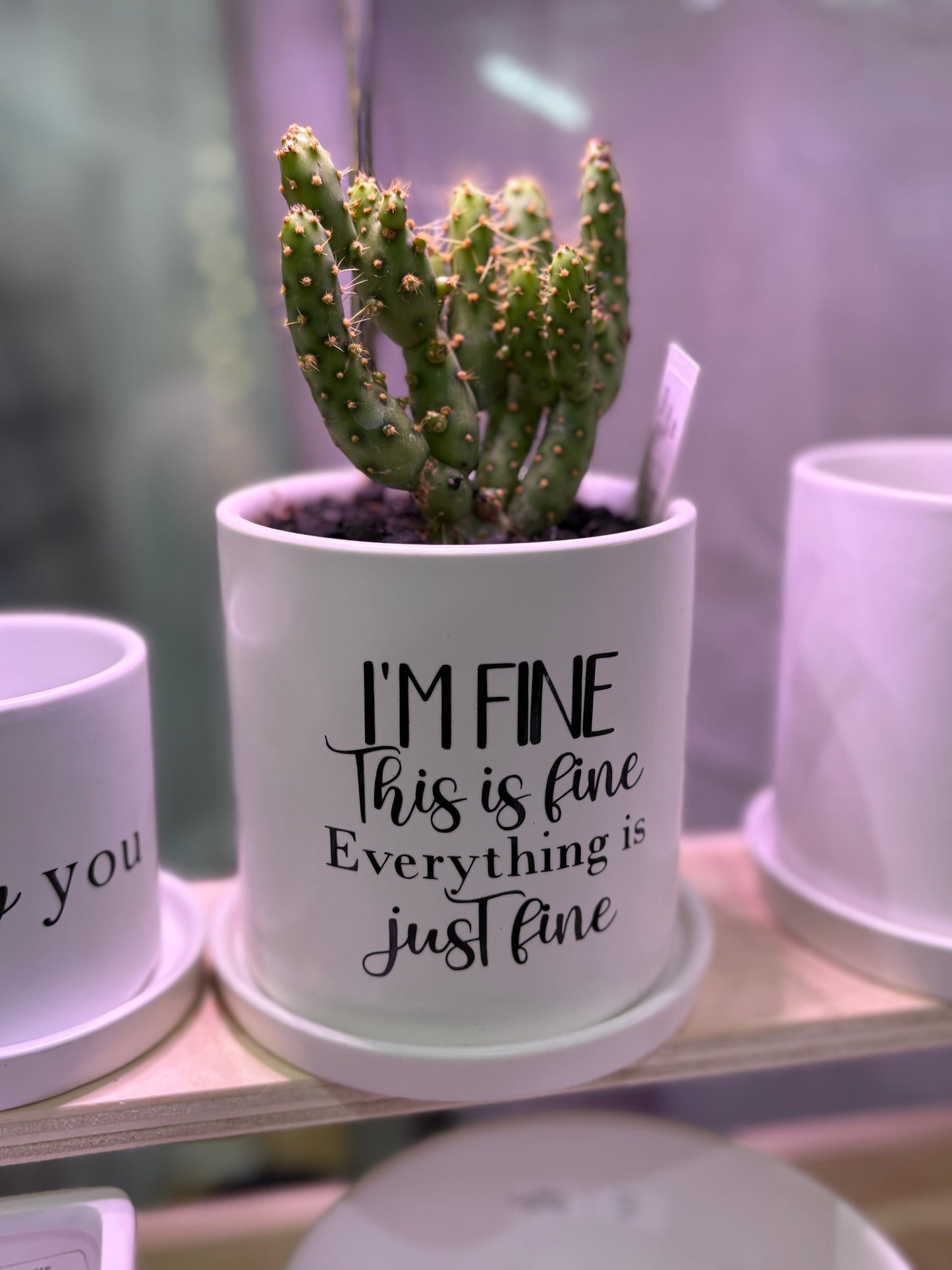 Sassy Plants - "I'm fine, this is fine..."
