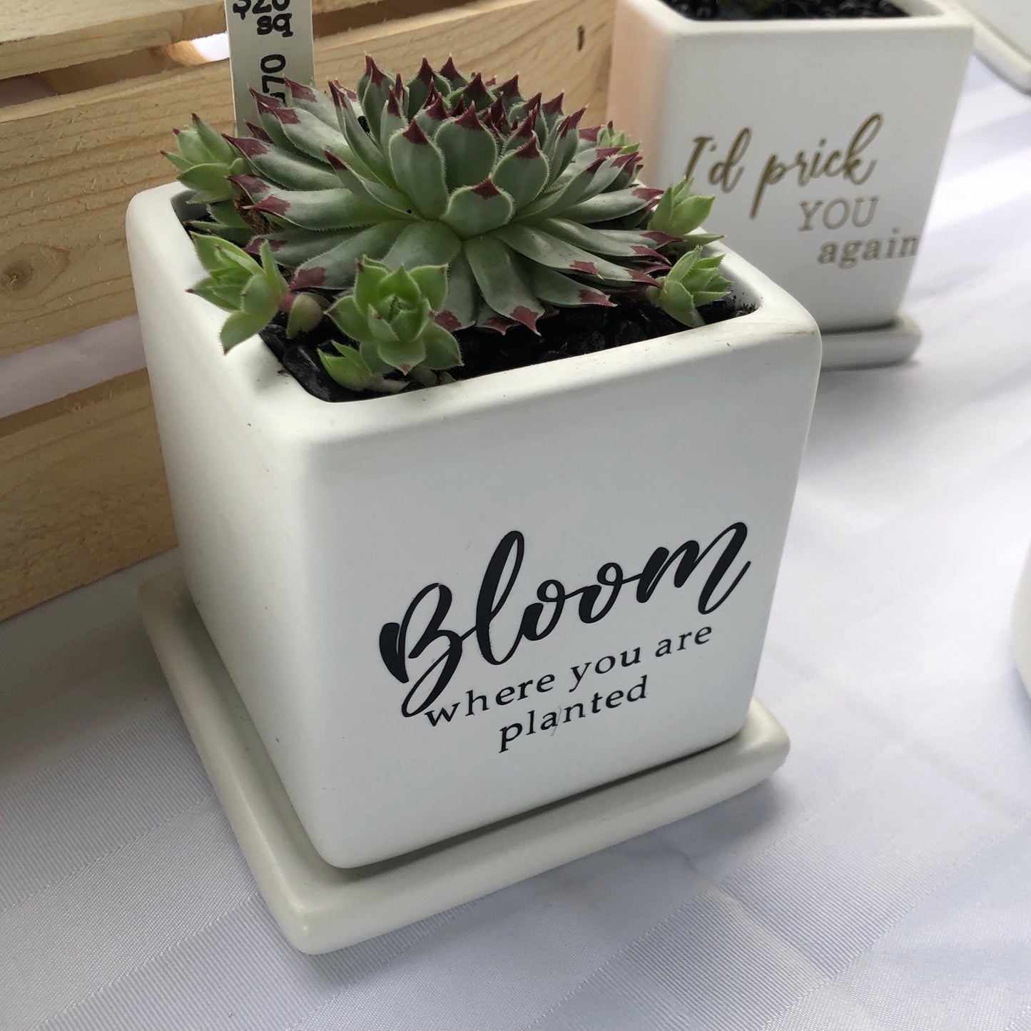 Bloom where you are planted image 2