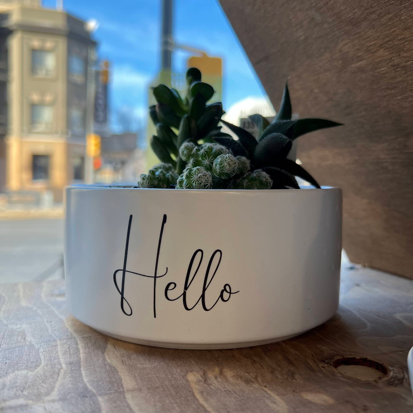 Sassy Plants - "Hello"