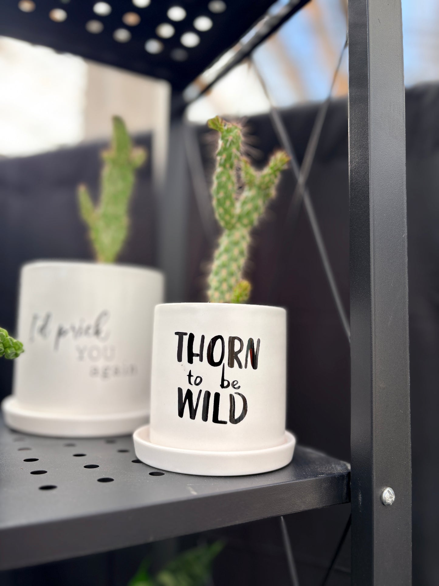 Sassy Plants - "Thorn to be wild"