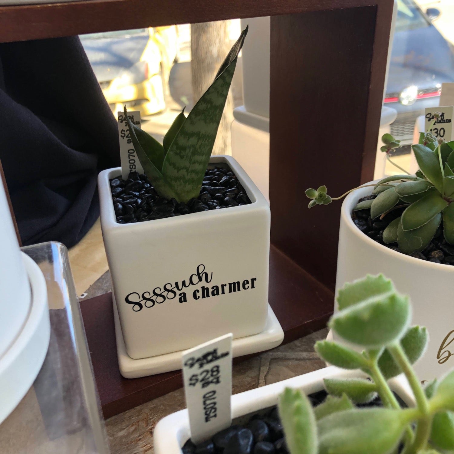 Ssssuch a charmer (Snake Plant pot) image 2