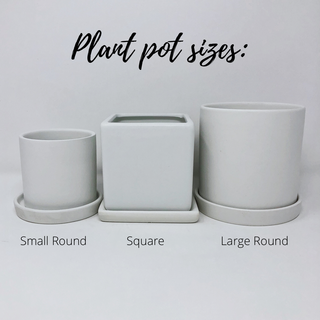 Sir Hisss (Snake Plant pot) image 3