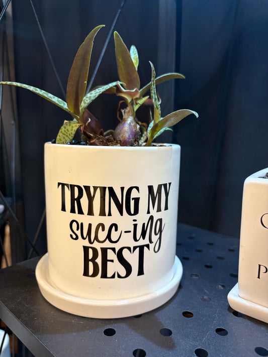 Sassy Plants - "Trying my succ-ing best”