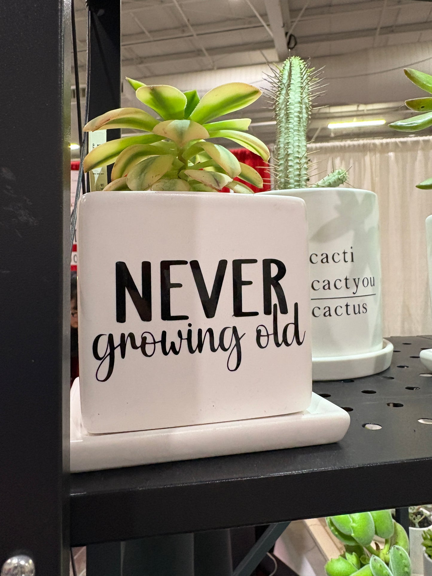 Sassy Plants - "Never growing old"