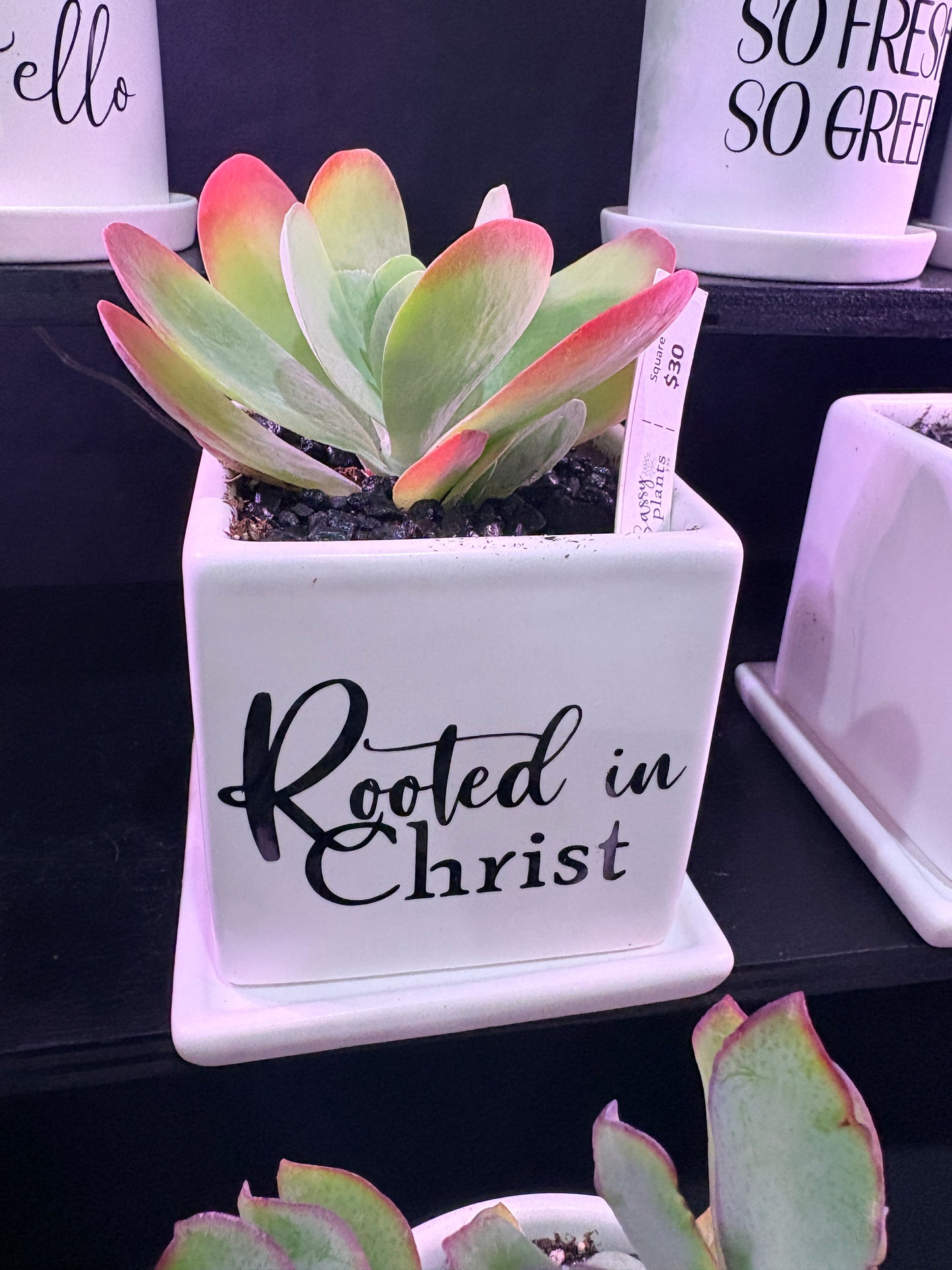 Sassy Plants - "Rooted in Christ