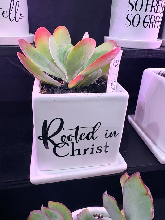 Sassy Plants - "Rooted in Christ