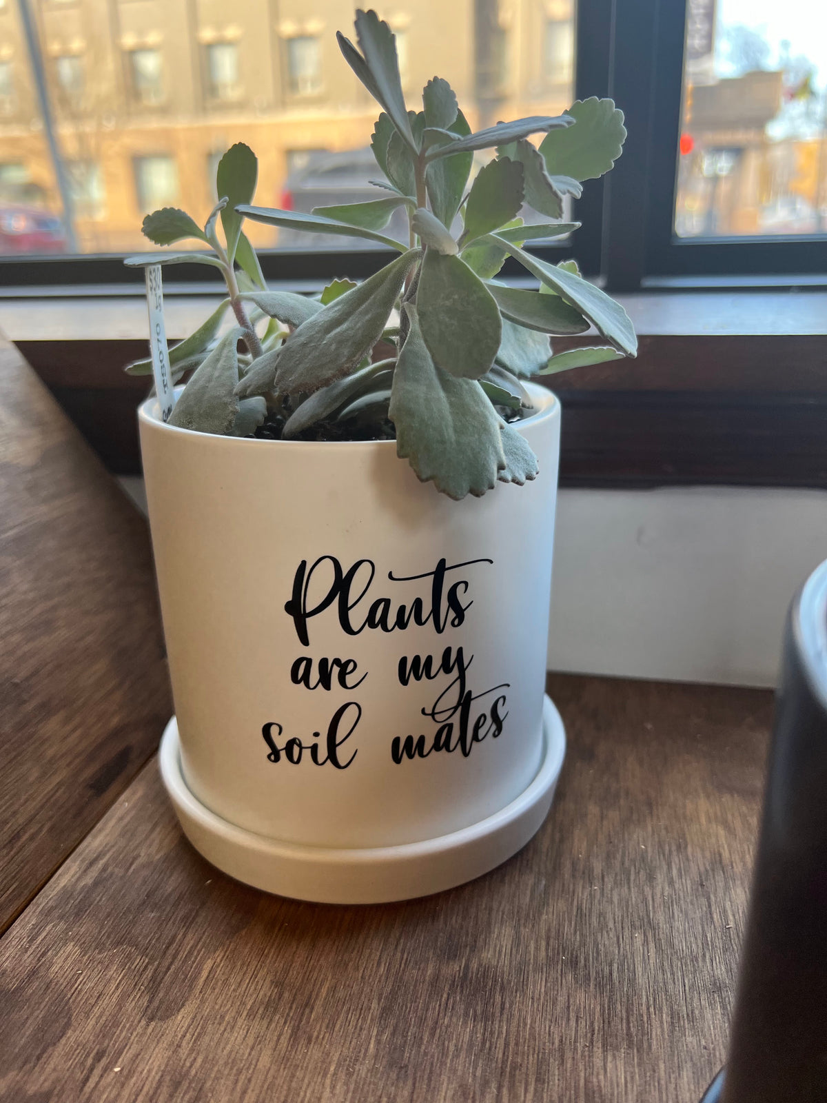 Sassy Plants - "Plants are my soil mates"
