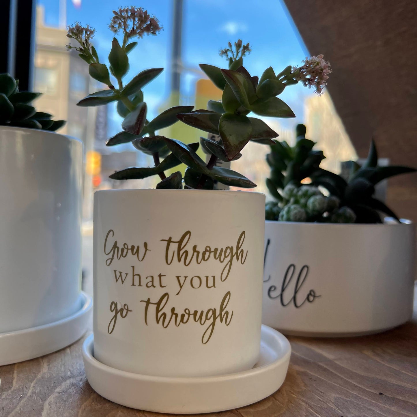 Sassy Plants - "Grow through what you go through"