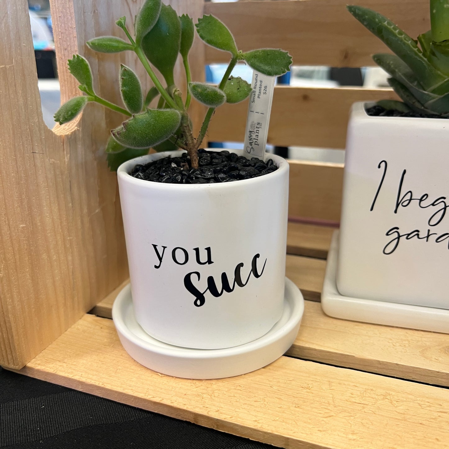 Sassy Plants - "you succ"