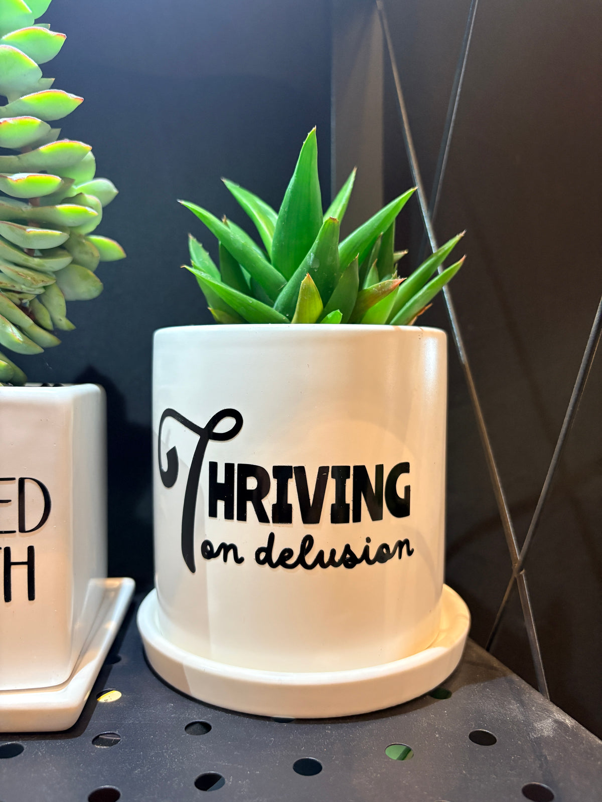 Sassy Plants - "Thriving on delusion"