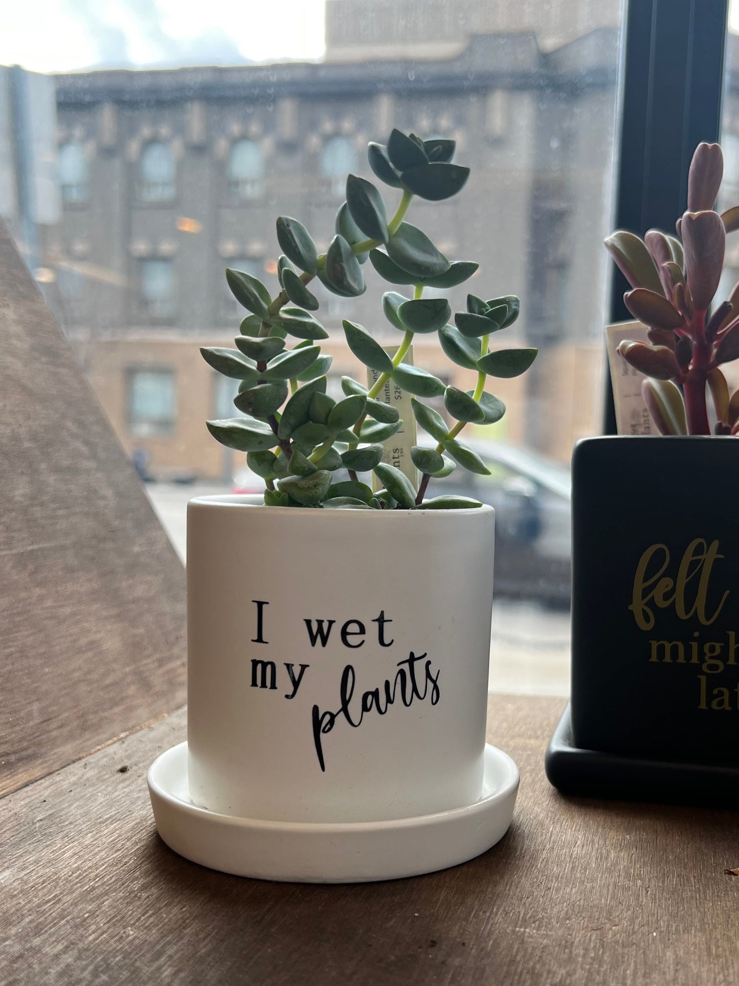 Sassy Plants - "I wet my plants"