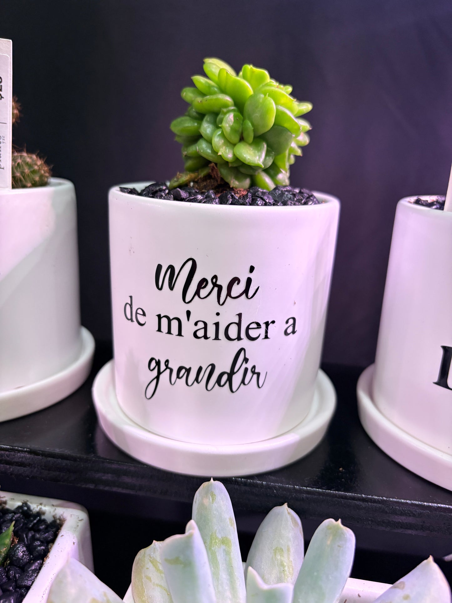 Sassy Plants - "Merci de m'aider a grandir" ("Thank for you helping me grow" - French)
