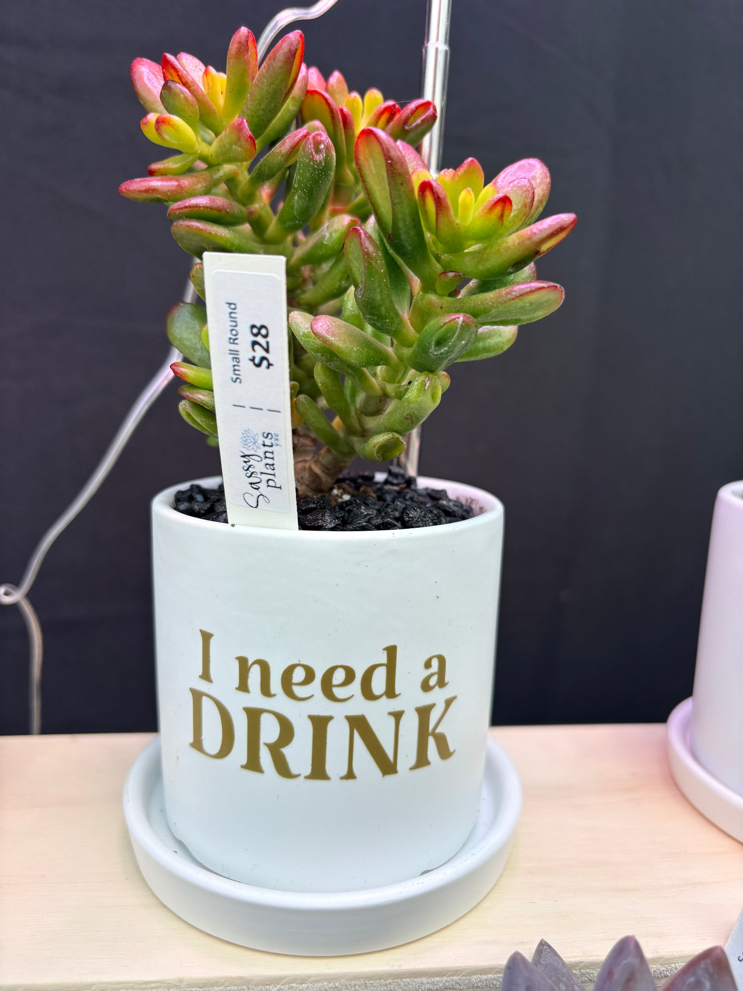 Sassy Plants - "I need a drink"
