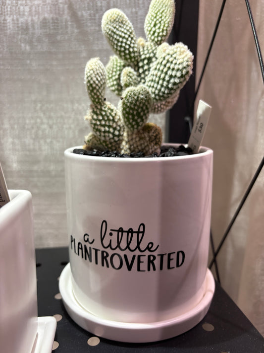 Sassy Plants - "a little plantroverted"