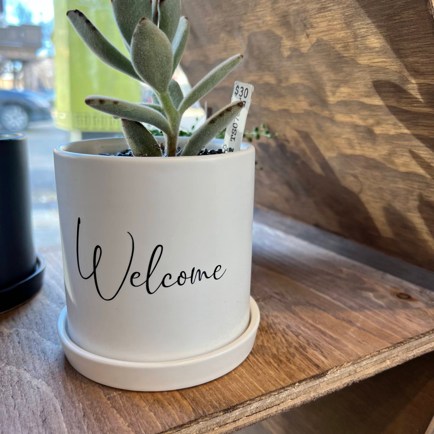 Sassy Plants - "Welcome"