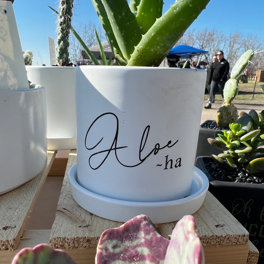 Sassy Plants - "Aloe-ha"