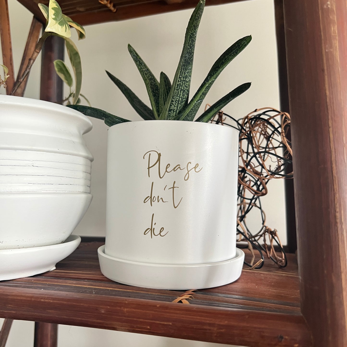 Sassy Plants - "Please don't die"