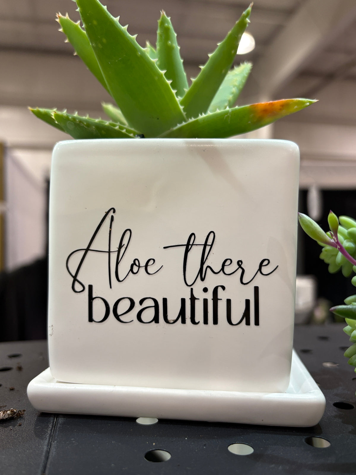 Sassy Plants - "Aloe there beautiful"