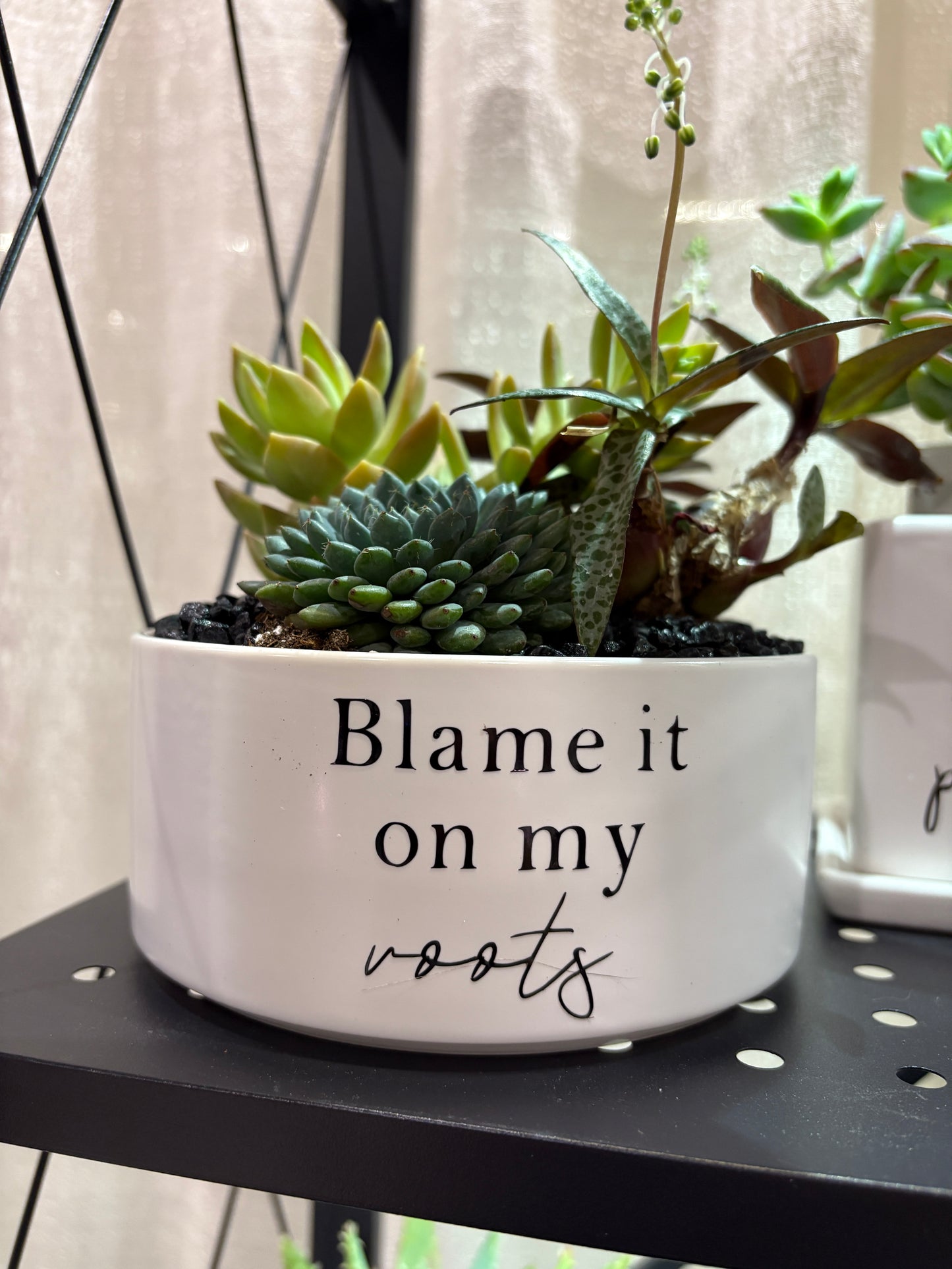 Sassy Plants - "Blame it on my roots"
