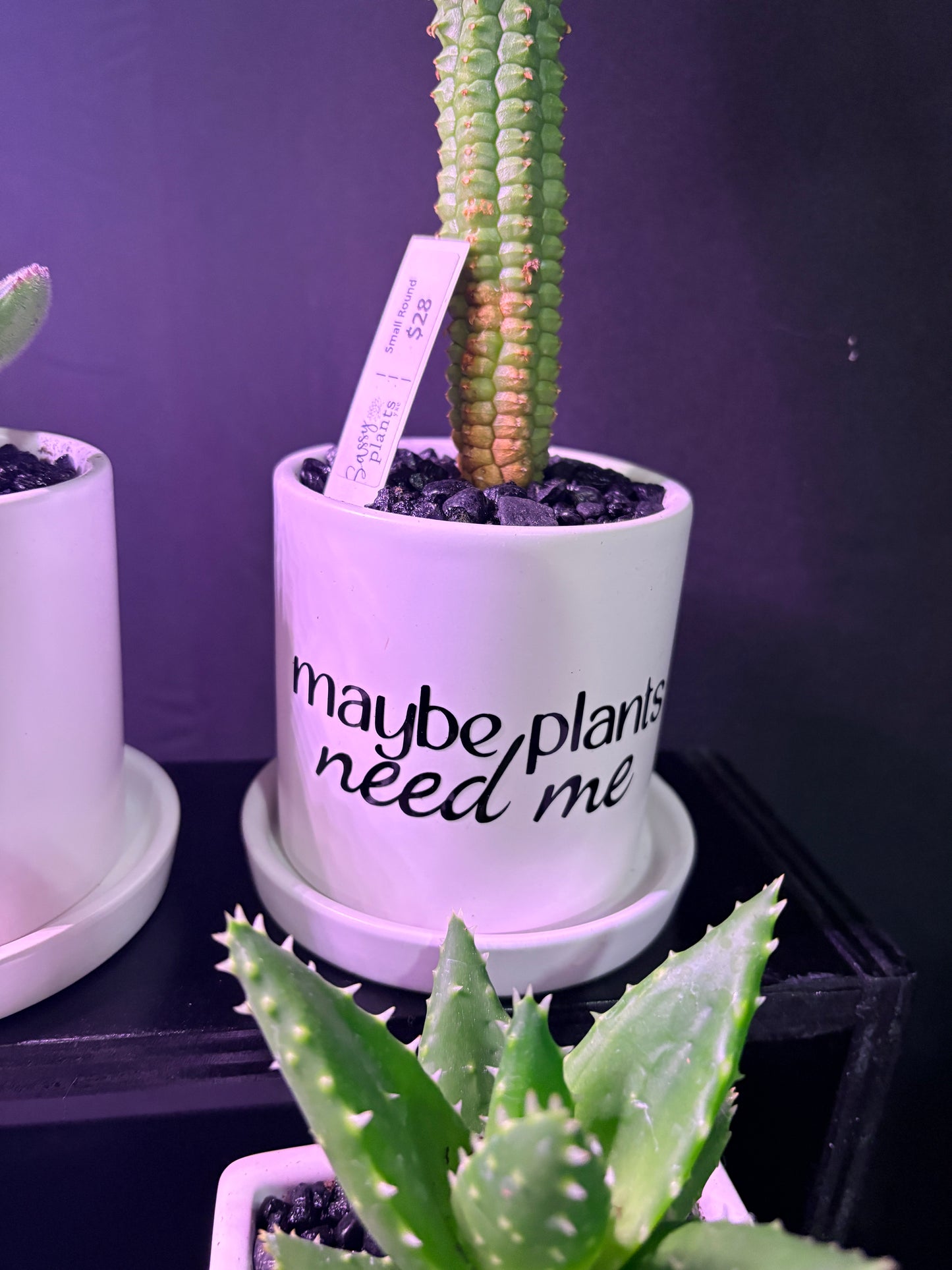 Sassy Plants - "maybe plants need me"