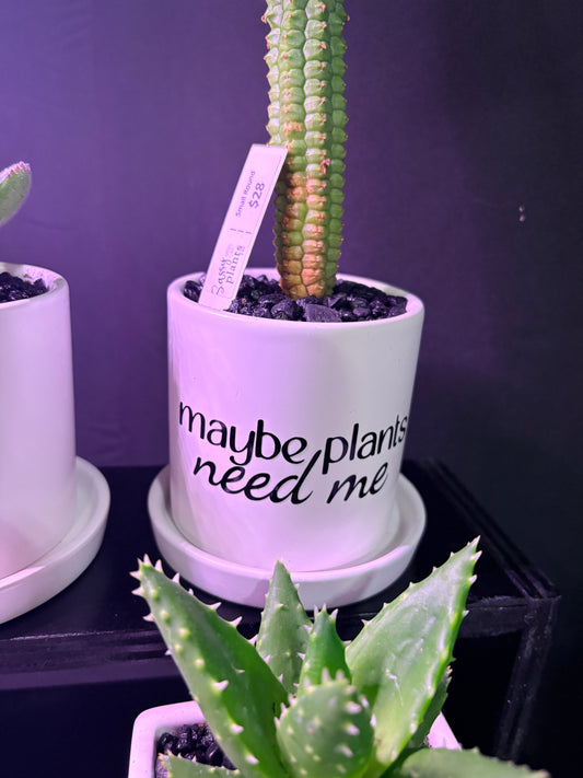 Sassy Plants - "maybe plants need me"